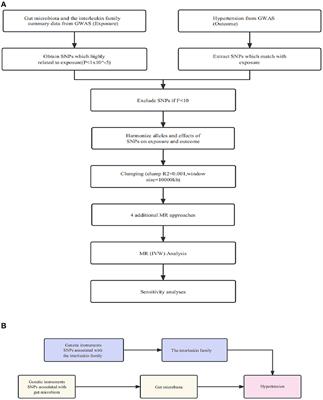Relationships among gut microbes, the interleukin family, and hypertension: a mediation Mendelian randomization study